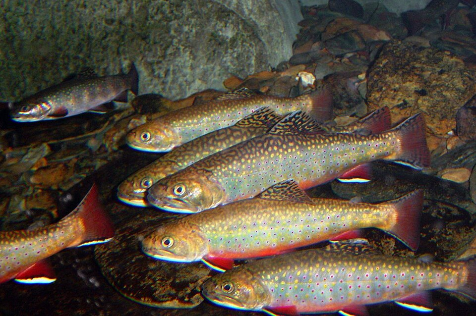 Where to find Brook Trout — Adirondack Watershed Institute